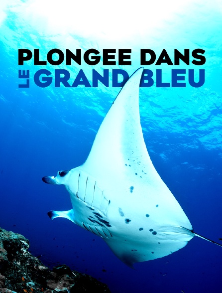 Plongée dans le grand bleu