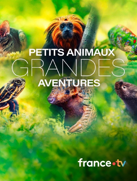 france.tv - Petits animaux, grandes aventures
