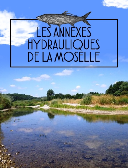 Les annexes hydrauliques de la Moselle
