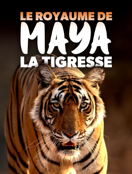 Le royaume de Maya la tigresse