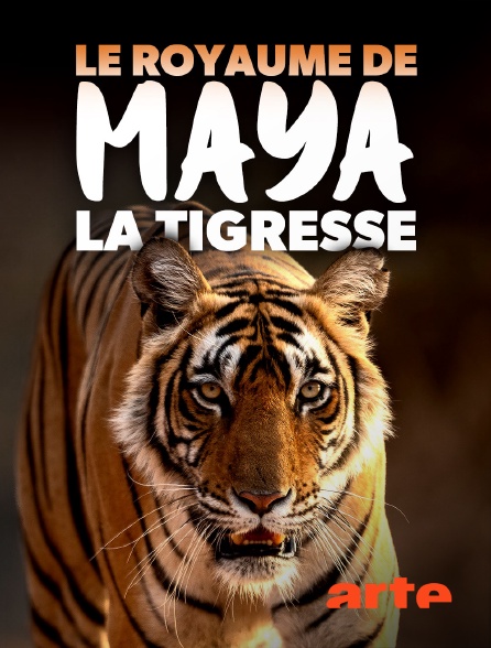 Arte - Le royaume de Maya la tigresse