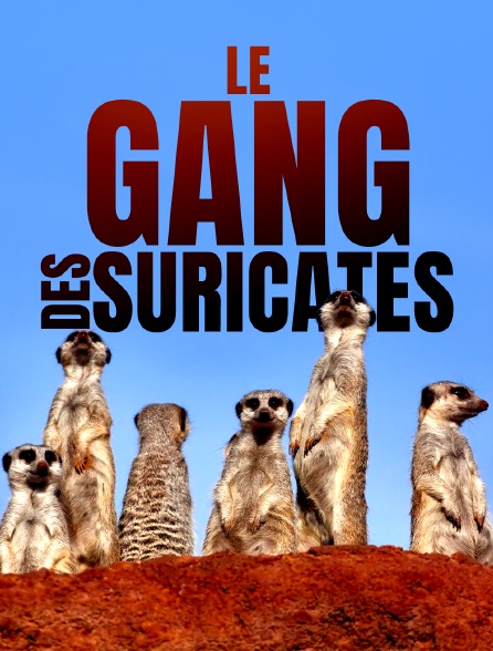 Le gang des suricates