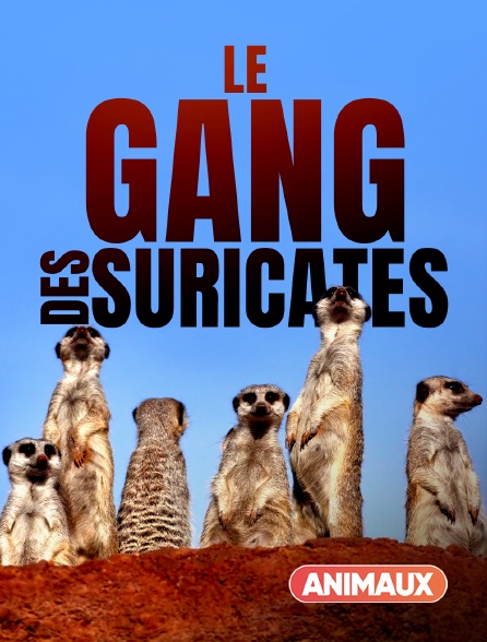 Animaux - Le gang des suricates