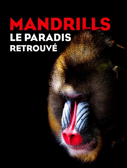 Mandrills : le paradis retrouvé