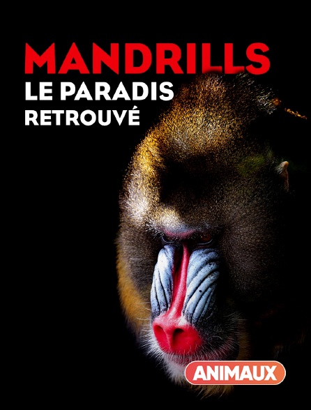 Animaux - Mandrills : le paradis retrouvé