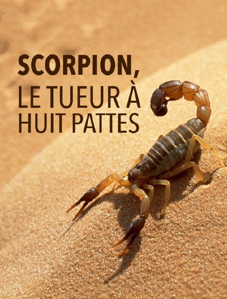 Scorpion, le tueur aux huit pattes