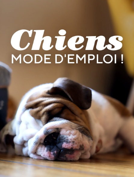 Chiens : mode d'emploi !