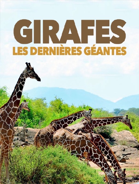 Girafes, les dernières géantes