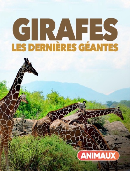 Animaux - Girafes, les dernières géantes