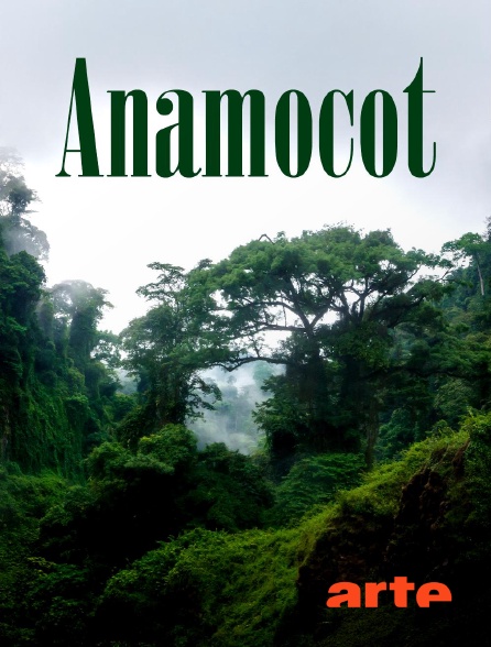 Arte - Anamocot : La réponse de la mygale