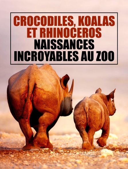 Crocodiles, koalas et rhinocéros : naissances incroyables au zoo