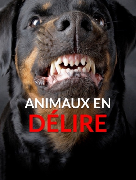 Animaux en délire