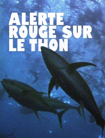 Alerte rouge sur le thon