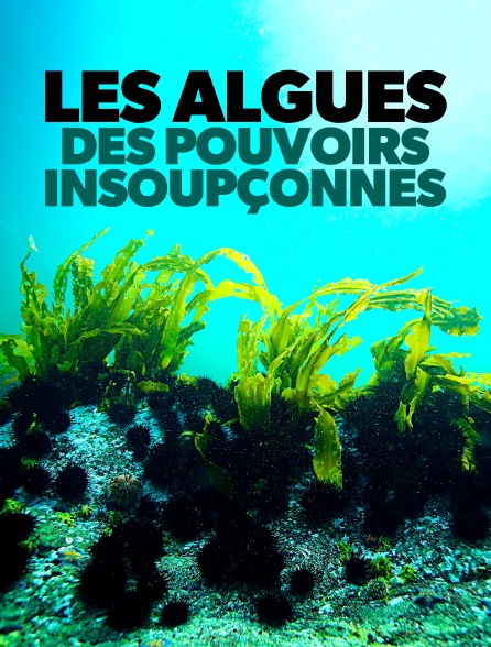 Les algues : Des pouvoirs insoupçonnés