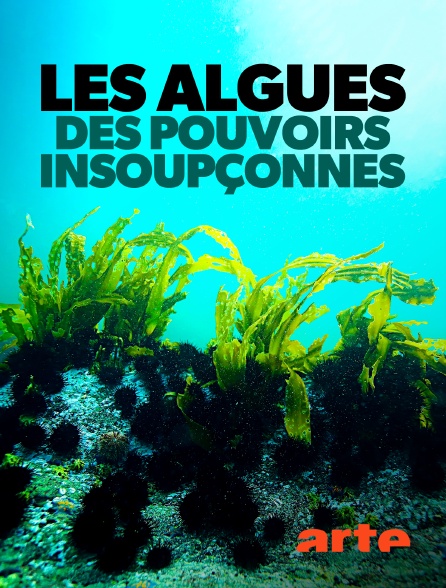 Arte - Les algues : Des pouvoirs insoupçonnés