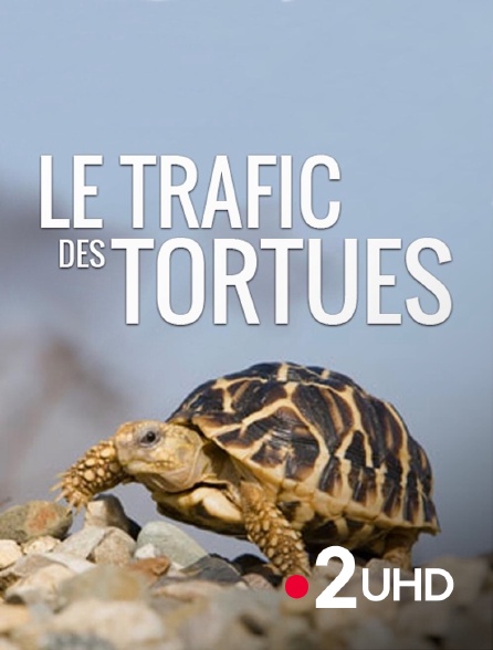 France 2 UHD - Le trafic des tortues