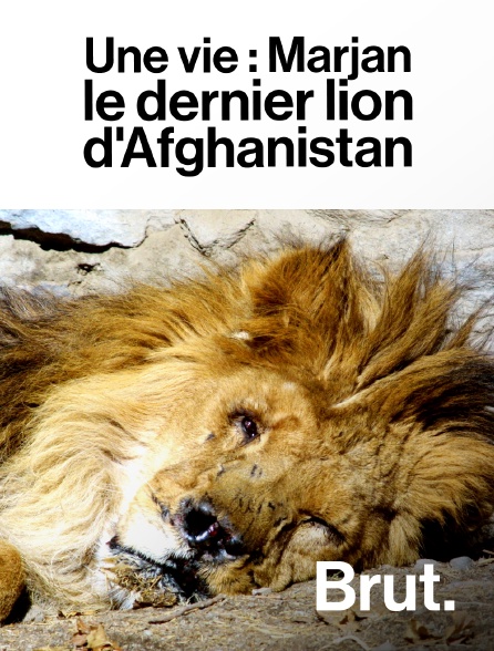 Brut - Une vie : Marjan, le dernier lion d'Afghanistan