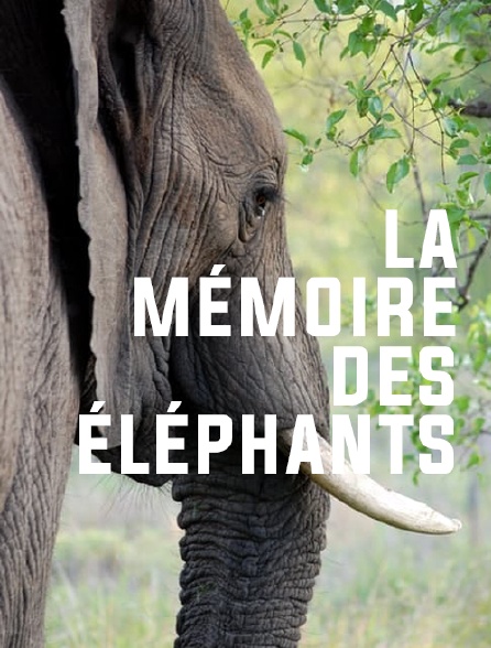 La mémoire des éléphants