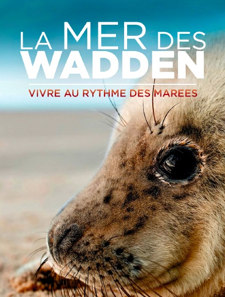 La mer des Wadden : Vivre au rythme des marées