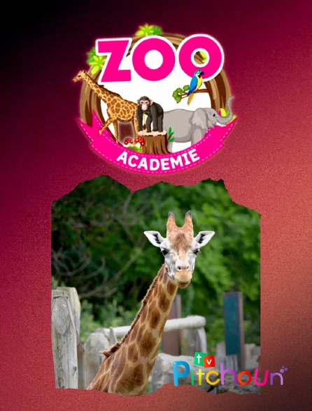 TV Pitchoun - Zoo Academie