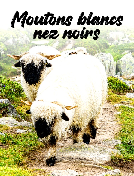 Moutons blancs, nez noirs : les chouchous du Valais