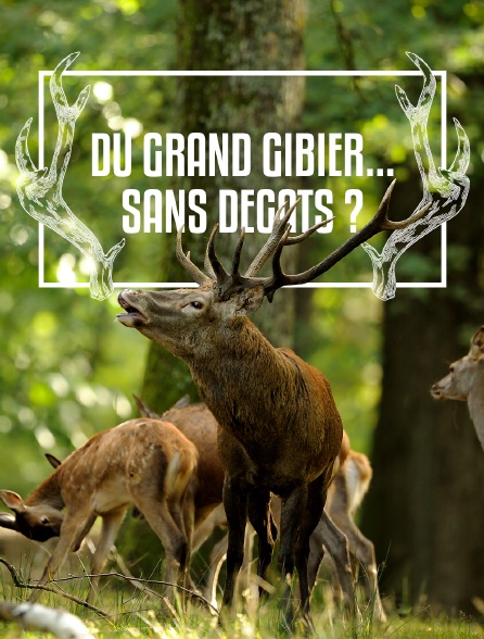 Du grand gibier... sans dégâts ?