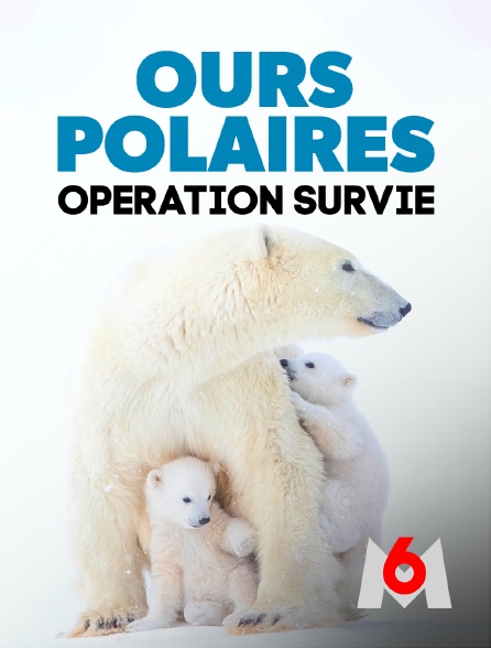 M6 - Ours polaires, opération survie