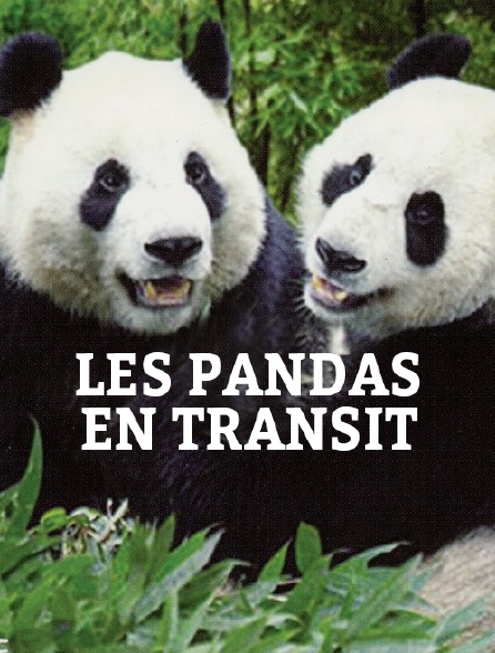 Les pandas en transit