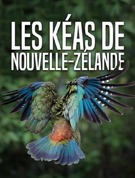 Les kéas de Nouvelle-Zélande