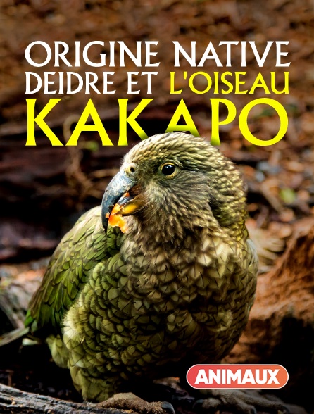 Animaux - Origine native, Deidre et l'oiseau Kakapo