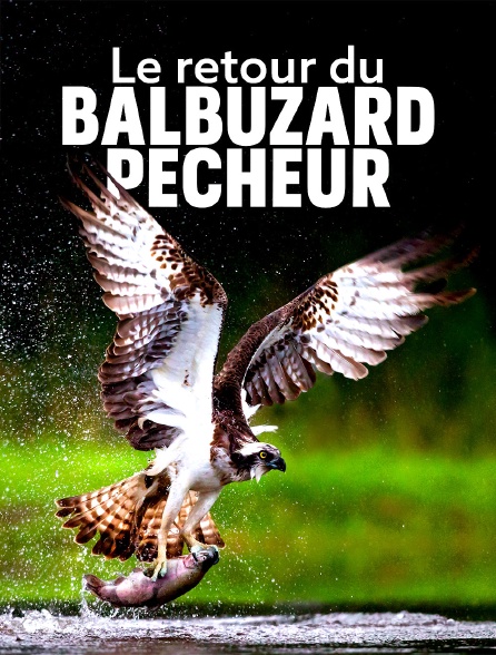 Le retour du balbuzard pêcheur : un rapace en été