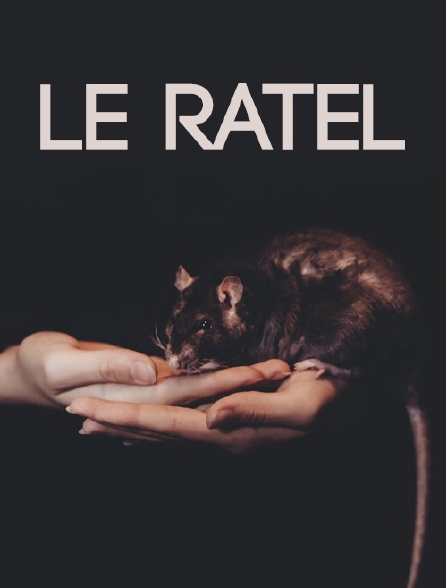 Le ratel