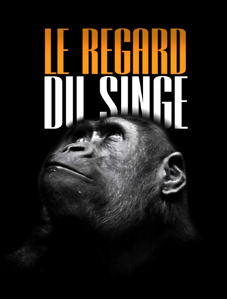 Le regard du singe