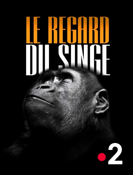France 2 - Le regard du singe