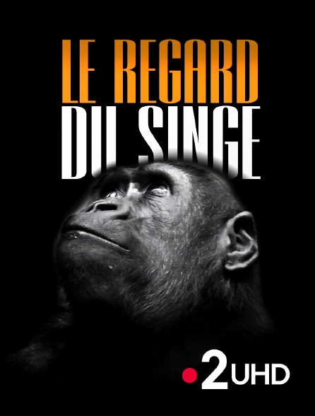 France 2 UHD - Le regard du singe