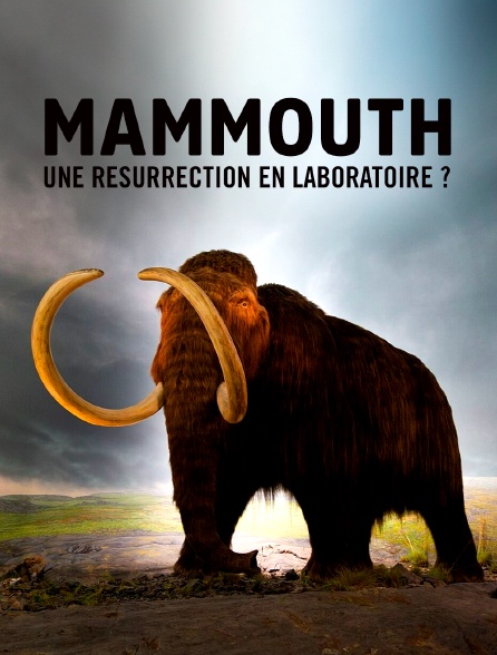 Le mammouth, une résurrection en laboratoire ?