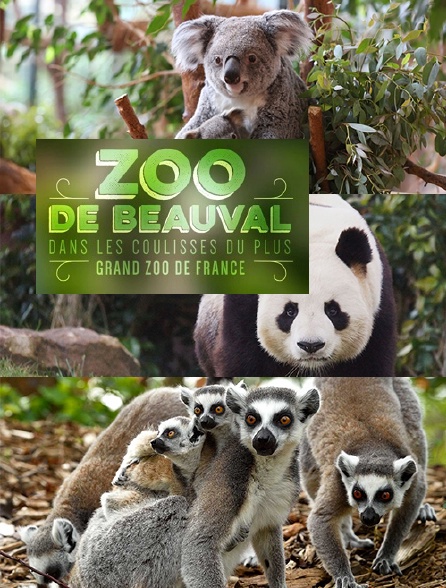 Zoo de Beauval : dans les coulisses du plus grand zoo de France