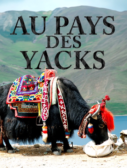 Au pays des yacks