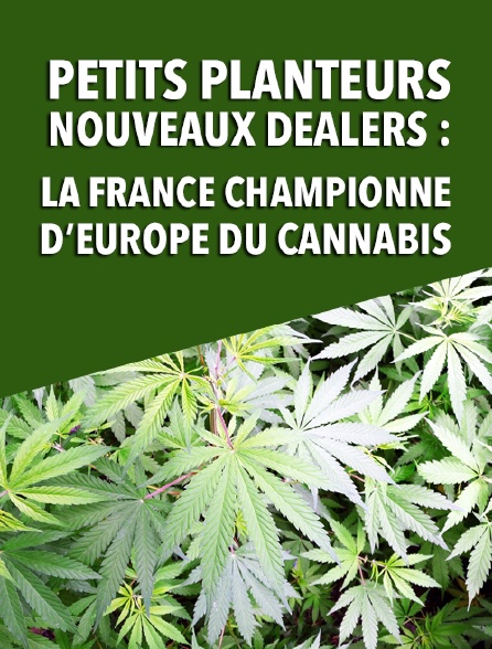 Petits planteurs, nouveaux dealers : la France championne d'Europe du cannabis