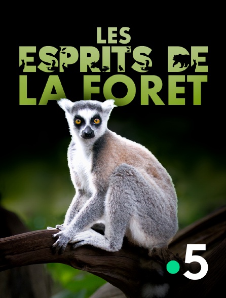 France 5 - Les esprits de la forêt