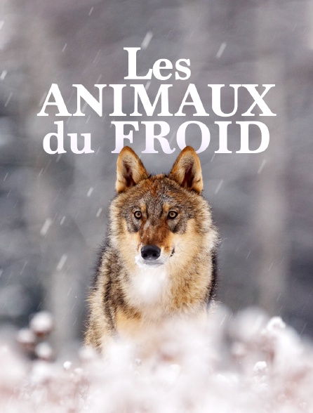 Les animaux du froid