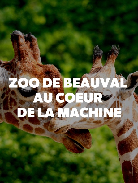 2020 Zoo De Beauval : Au Coeur De La Machine