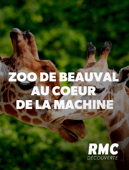 RMC Découverte - Zoo de Beauval : au coeur de la machine