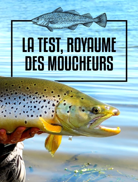 La Test, royaume des moucheurs