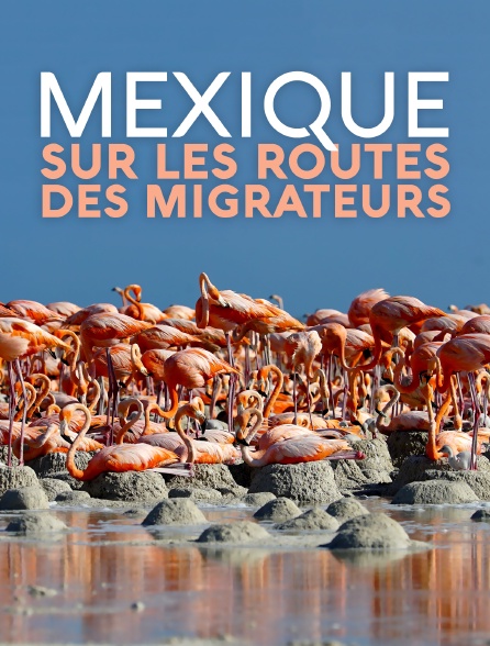 Mexique, sur les routes des migrateurs