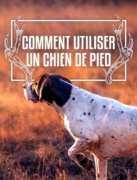 Comment utiliser un chien de pied