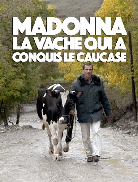 Madonna, la vache qui a conquis le Caucase