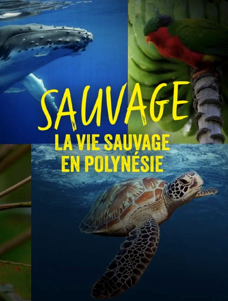 La 1ère Polynésie - Sauvage