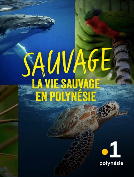 La 1ère Polynésie - Sauvage
