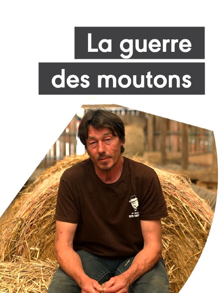 La guerre des moutons